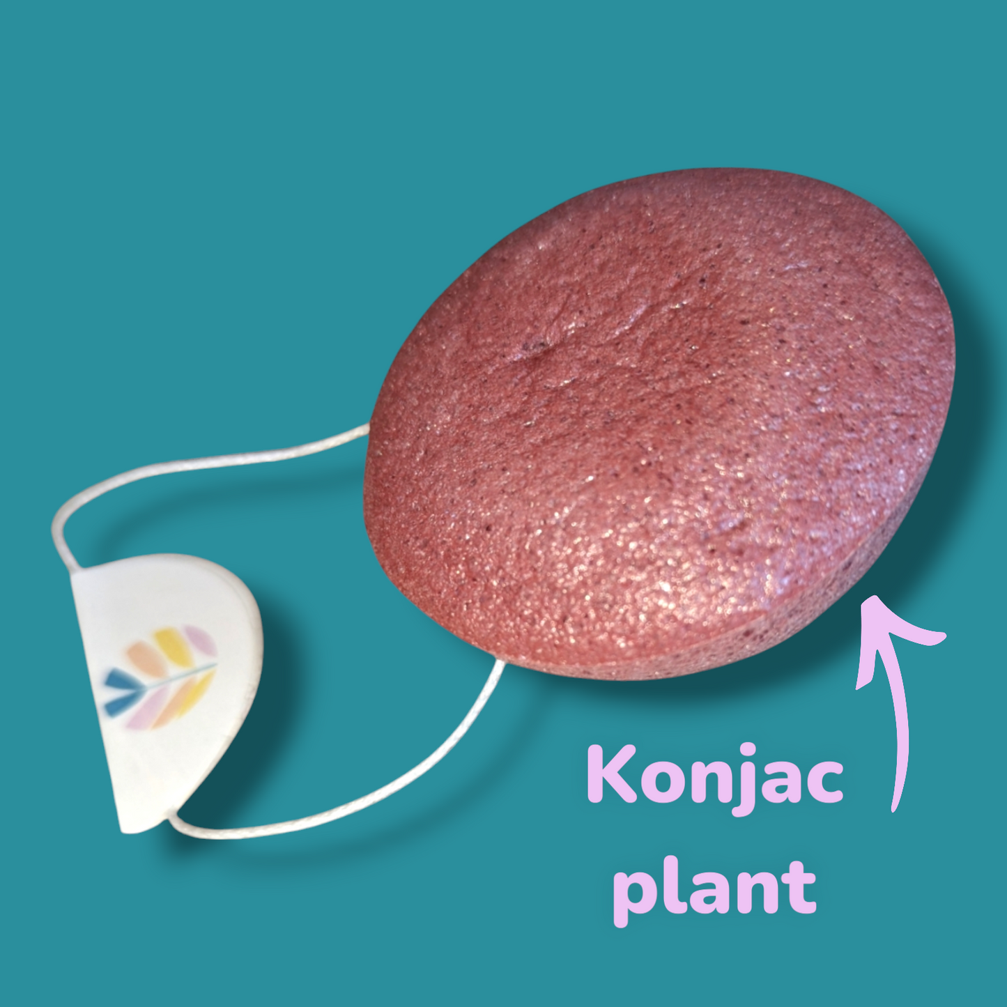 Natural Konjac Cleansing Sponge | Plant Based Natural Beauty Sponge